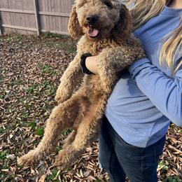 French Bulldog and Goldendoodle All Grown Up from French Valley Miniature Goldendoodles & French Bulldogs
