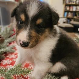 Boy 2 - Black white and tan male Collie puppy in Tennessee from Voneida Collies & Corgis