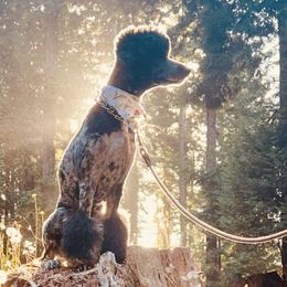 Goldendoodles from North Coast Doodles