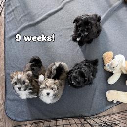 Havanese puppies from Kuba Havaluv