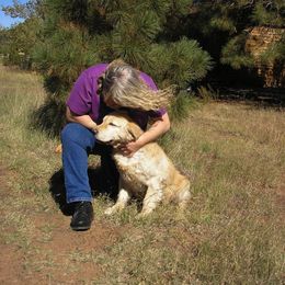Golden Retriever All Grown Up from Rainbow Goldens