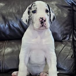 Pebbles - Harlequin female Great Dane puppy in Castle Rock, Washington from Uber Alles Great Danes