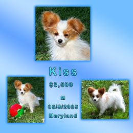 Kiss - White and red male Papillon puppy in Oakland, Maryland from Holly Huxford