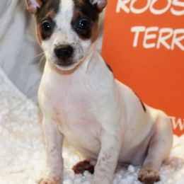 Teddy Roosevelt Terrier Puppies from Aerie Ridge Teddy Roosevelt Terriers