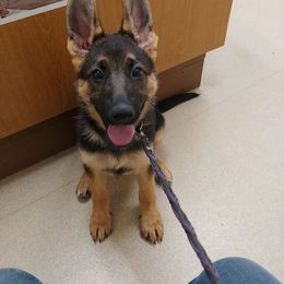 German Shepherd Puppies from Vom Musselman