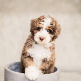 Aussiedoodle Puppies from Stokeshire Designer Doodles