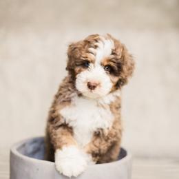 Aussiedoodle Puppies from Stokeshire Designer Doodles