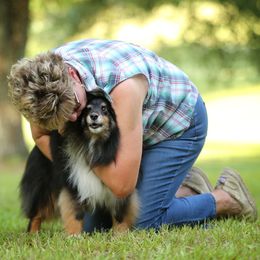 Shetland Sheepdogs from Promise Shelties