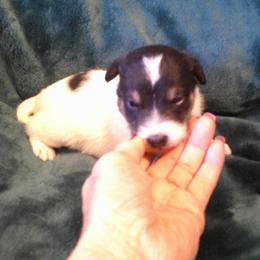 Jake - Tri-colored male Parson Russell Terrier puppy in Carney, Oklahoma from River Run Parson Russell terriers & River Run Ridgebacks