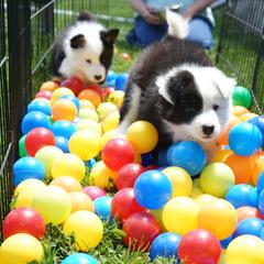 Icelandic Sheepdog Puppies from PurpleSage Icelandics