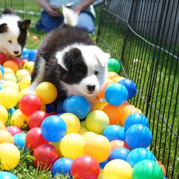 Icelandic Sheepdog Puppies from PurpleSage Icelandics