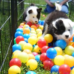 Icelandic Sheepdog Puppies from PurpleSage Icelandics