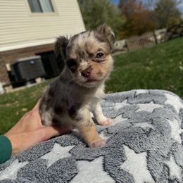 Autumn - Merle female Chihuahua puppy in Dayton, Ohio from Petite Pups