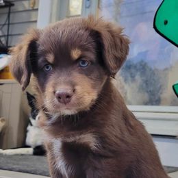 Lilac - Red & white female Australian Shepherd puppy in Northfield, New Hampshire from A to Z Australian Shepherds