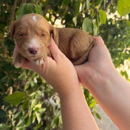 Daphne - Parti female Goldendoodle puppy in Barstow, California from Golden Desert Doodles