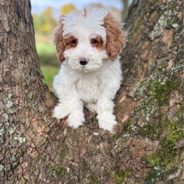 Sleepy - Parti male Goldendoodle puppy in Warsaw, Ohio from Lovabledoodles