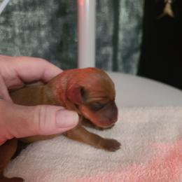 Boy 2 - Stag red male Miniature Pinscher puppy in Phelan, California from Desert Rose Kennel