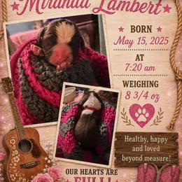 Miranda Lambert - Liver and white female English Springer Spaniel puppy in Cookeville, Tennessee from Krossroads Kennel