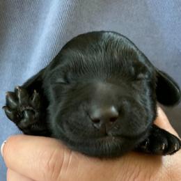 Sheepadoodle Puppies from Riley Grace Puppies
