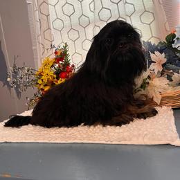 Duke - Black and tan male Shih Tzu puppy in Elgin, South Carolina from Silver Bells Paw Prints
