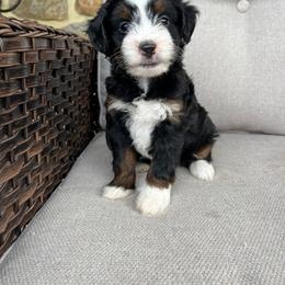 Hellen - Tri-color female Bernedoodle puppy in Holtwood, Pennsylvania from Country Ridge Puppies