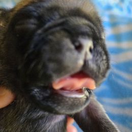 Fawn male 2 - Fawn male Pug puppy in Gaffney, South Carolina from Sunset Farms