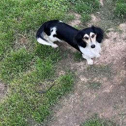 Peppa - Dachshund