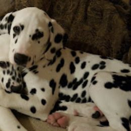 Dalmatians from Dawn Eliot-Johnson's Dalmatians
