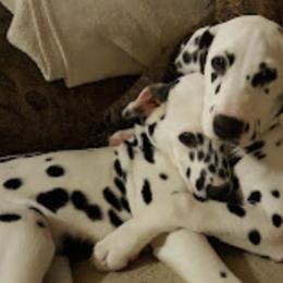 Dalmatians from Dawn Eliot-Johnson's Dalmatians