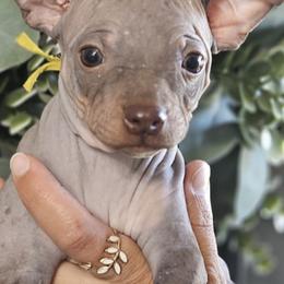 American Hairless Terriers from All Around Royalty & Royal Whisper Companions