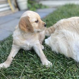 Golden Retriever Puppies from Upper Park Goldens
