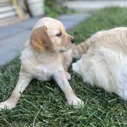 Golden Retriever Puppies from Upper Park Goldens