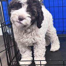 Portugal - Parti female Labradoodle puppy in Manchaca, Texas from Heartrock Labradoodles