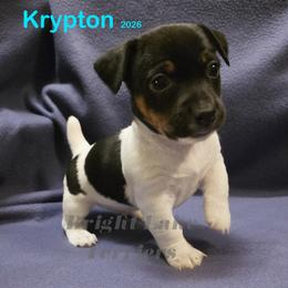 Krypton - White and black male Teddy Roosevelt Terrier puppy in Milaca, Minnesota from Bright Lake Terriers