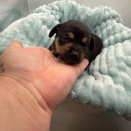 Ravioli - Black and tan male Dachshund puppy in Mountain Home, Arkansas from Furry Friends Kennel
