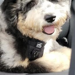 Aussiedoodle Puppies from Signature Doodles