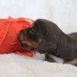 Boy 1 - Dachshund puppy in Windsor, Colorado from Murry’s minis