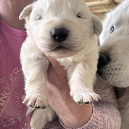 Male 3 - White male Maremma Sheepdog puppy in New Auburn, Wisconsin from Cordell Corgis