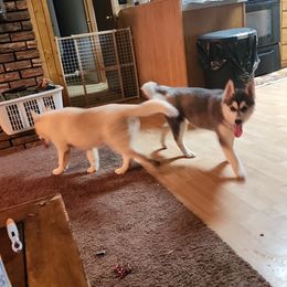 Siberian Husky Puppies from Spirit of the Moon Siberians