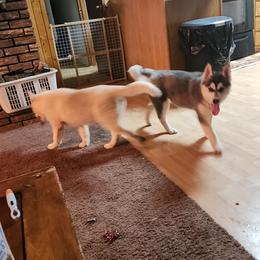 Siberian Husky Puppies from Spirit of the Moon Siberians