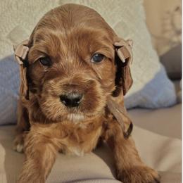 Fozzie - Red male Australian Labradoodle puppy in Citrus Heights, California from Elite Blend Labradoodles