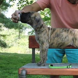 Great Dane Puppies from Legado Danes