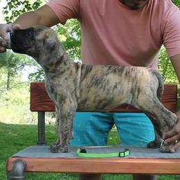 Great Dane Puppies from Legado Danes