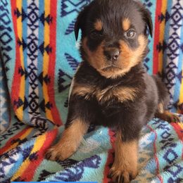 Blue boy - Black and mahogany male Rottweiler puppy in Custer County, Oklahoma from Rough Creek Kennels