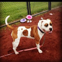 Daisy - American Bulldog