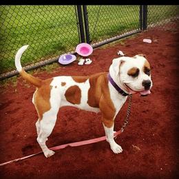 Daisy - American Bulldog