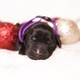 Labrador Retriever Puppies from AGL Retrievers