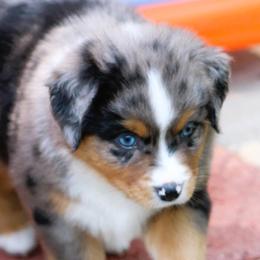 Mojito - Blue merle male Miniature American Shepherd puppy in South Branch, Michigan from Ross Ranch Mini and Standard Aussie's
