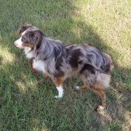Aussiedoodles, Miniature Australian Shepherds, and Toy Australian Shepherds from Brandilyn's Aussies