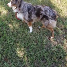 Aussiedoodles, Miniature Australian Shepherds, and Toy Australian Shepherds from Brandilyn's Aussies